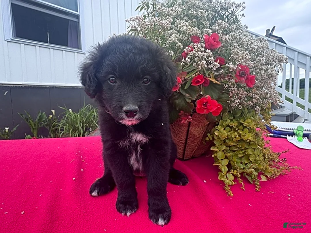 Mixed Breed dogs for sale: Rosa  - Ad 1