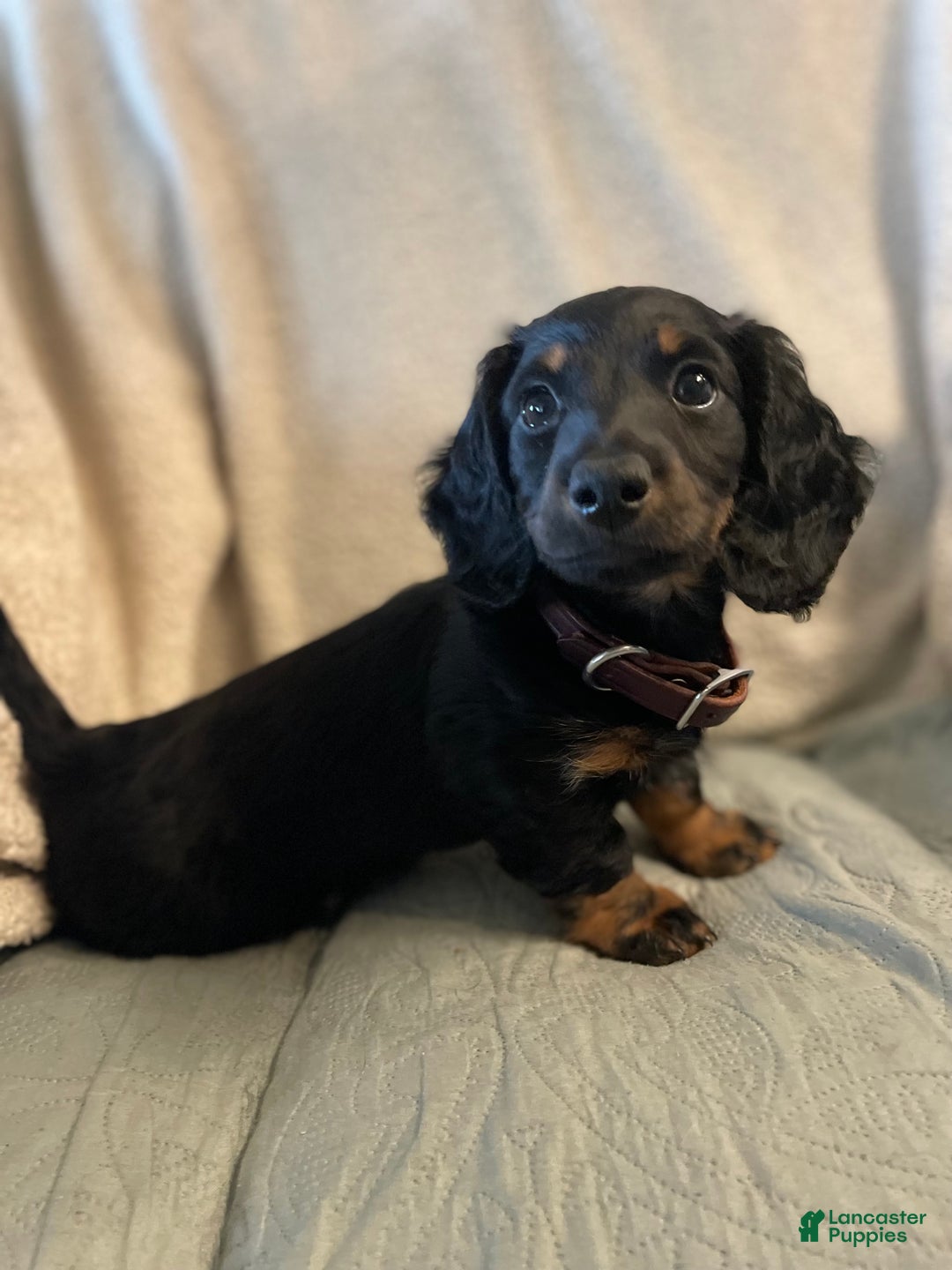 Miniature Dachshund dogs for sale: Milo - Ad 2