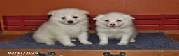 American Eskimo dogs for sale: Freddie - Ad 2