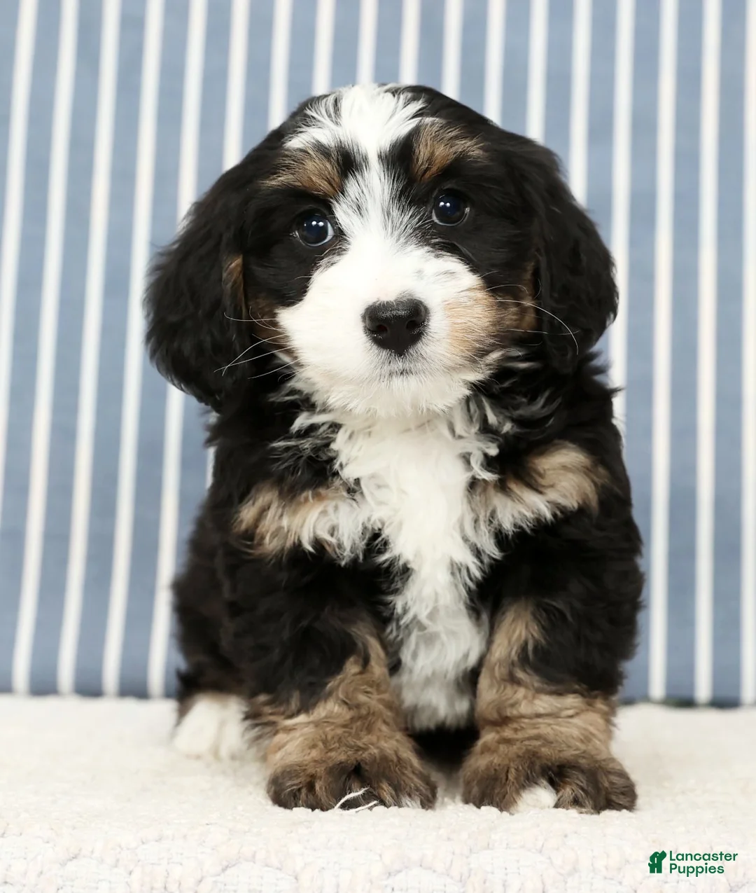 Mini Bernedoodle dogs for sale: Trixie - Ad 5