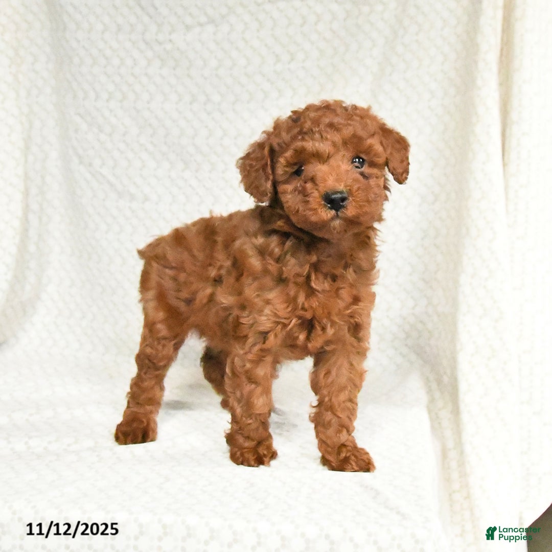 Miniature Poodle dogs for sale: Freeda - Ad 3