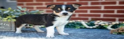 Chihuahua dogs for sale: Paulie - Ad 1