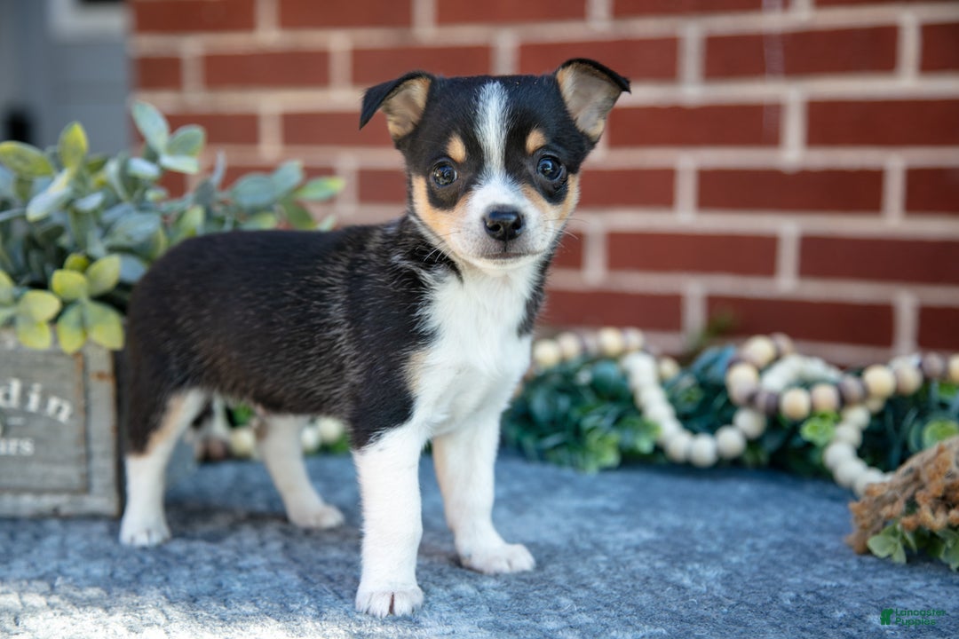 Chihuahua dogs for sale: Paulie - Ad 1