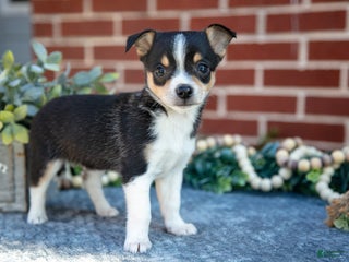 Chihuahua dogs Paulie - Ad 4