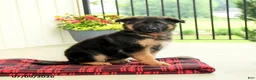 German Shepherd dogs for sale: Rochelle - Ad 2