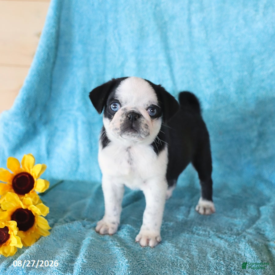 Pug dogs Sparkle - Ad 1