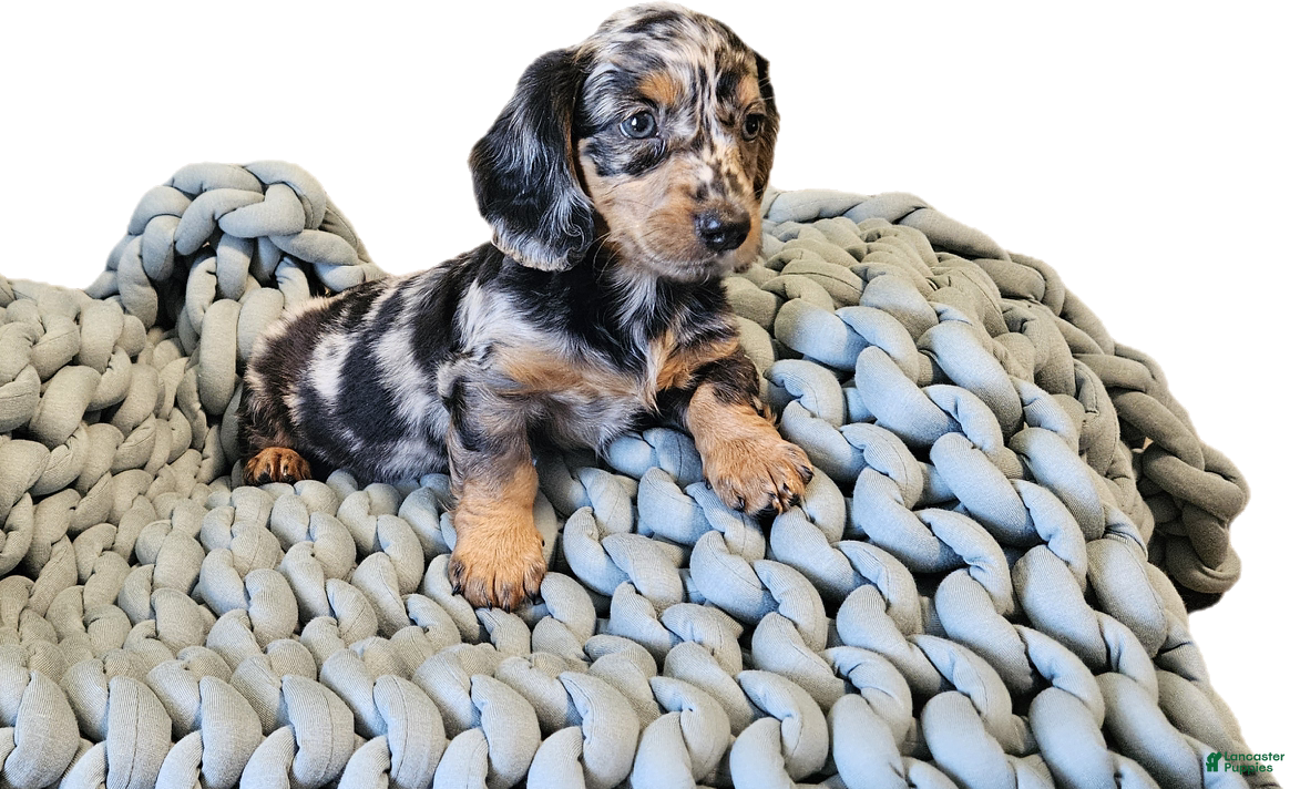 Dachshund dogs POPPY - Ad 2