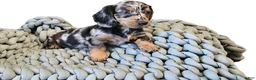Dachshund dogs for sale: POPPY - Ad 2