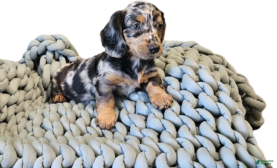 Dachshund dogs for sale: POPPY - Ad 2