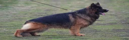 German Shepherd dogs for sale: Lh Champion bred import girl - Ad 12