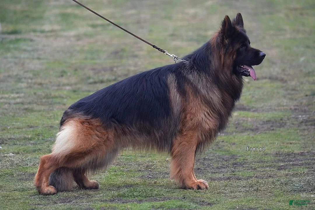 German Shepherd dogs for sale: Lh Champion bred import girl - Ad 12