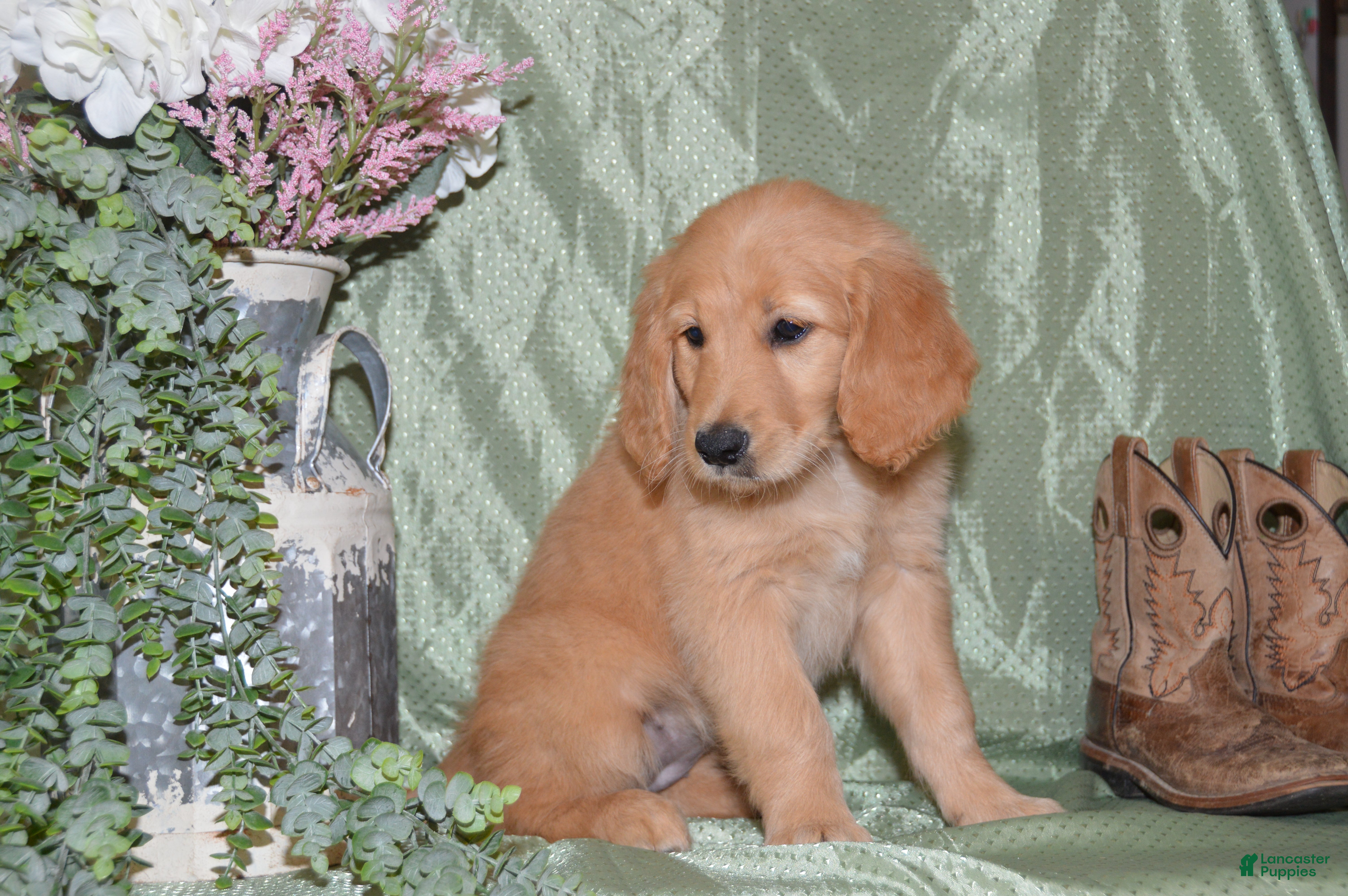 Goldendoodle dogs Brooke - Ad 1