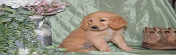 Goldendoodle dogs for sale: Brooke - Ad 1