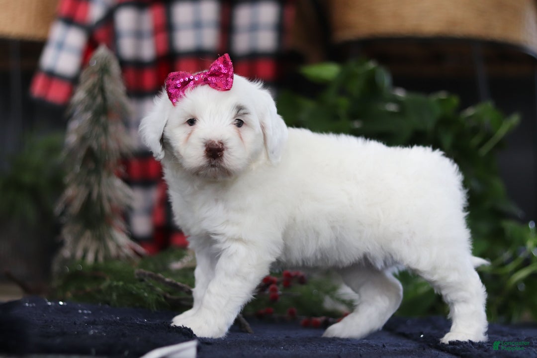 Portuguese Water Dog dogs for sale: Lucie - Ad 4