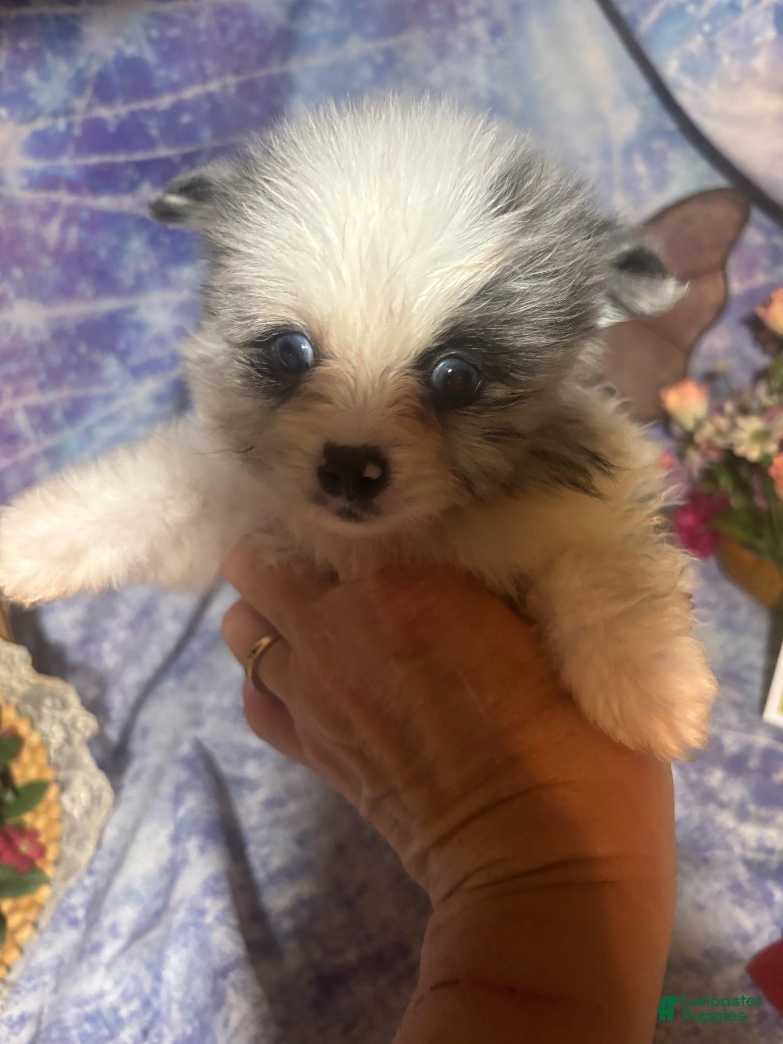 Pomeranian dogs for sale: Pomeranian Puppy 1 - Ad 2