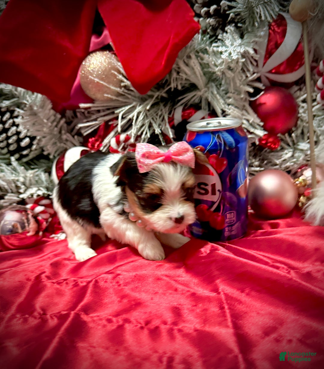 Yorkshire Terrier dogs for sale: Dot - Ad 11