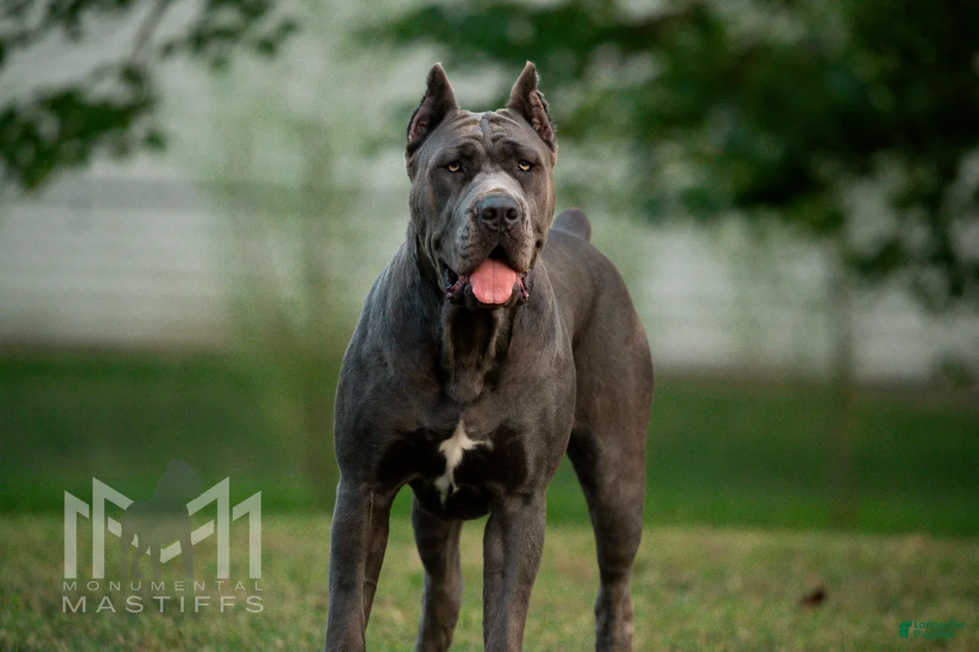 Mixed Breed dogs for sale: Grey Collar Male - Ad 7