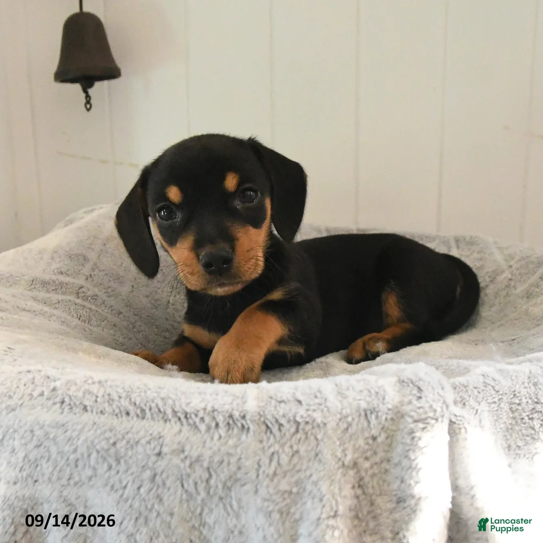 Mixed Breed dogs for sale: Bubbles - Ad 2