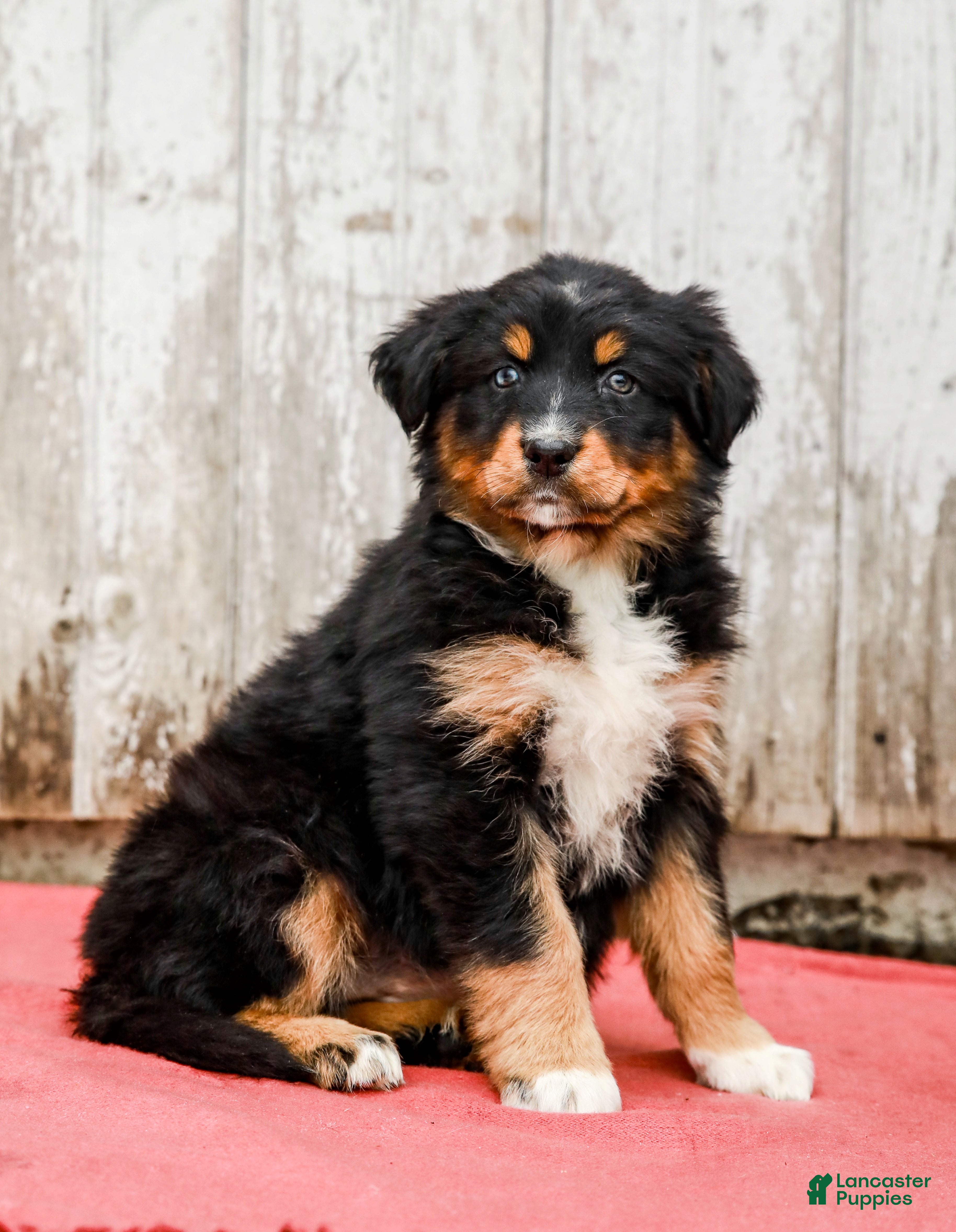 Australian Shepherd dogs Joy - Ad 1