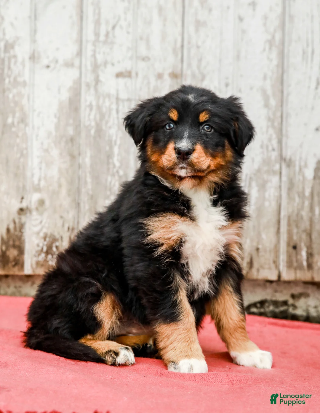 Australian Shepherd dogs for sale: Joy - Ad 1