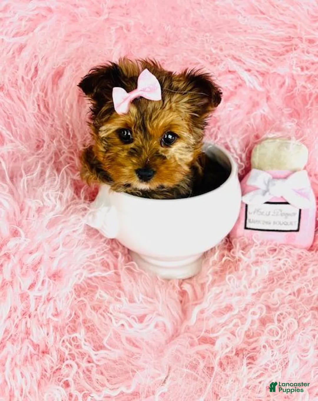Yorkshire Terrier dogs for sale: Yorkshire Terrier Puppy 2 - Ad 2