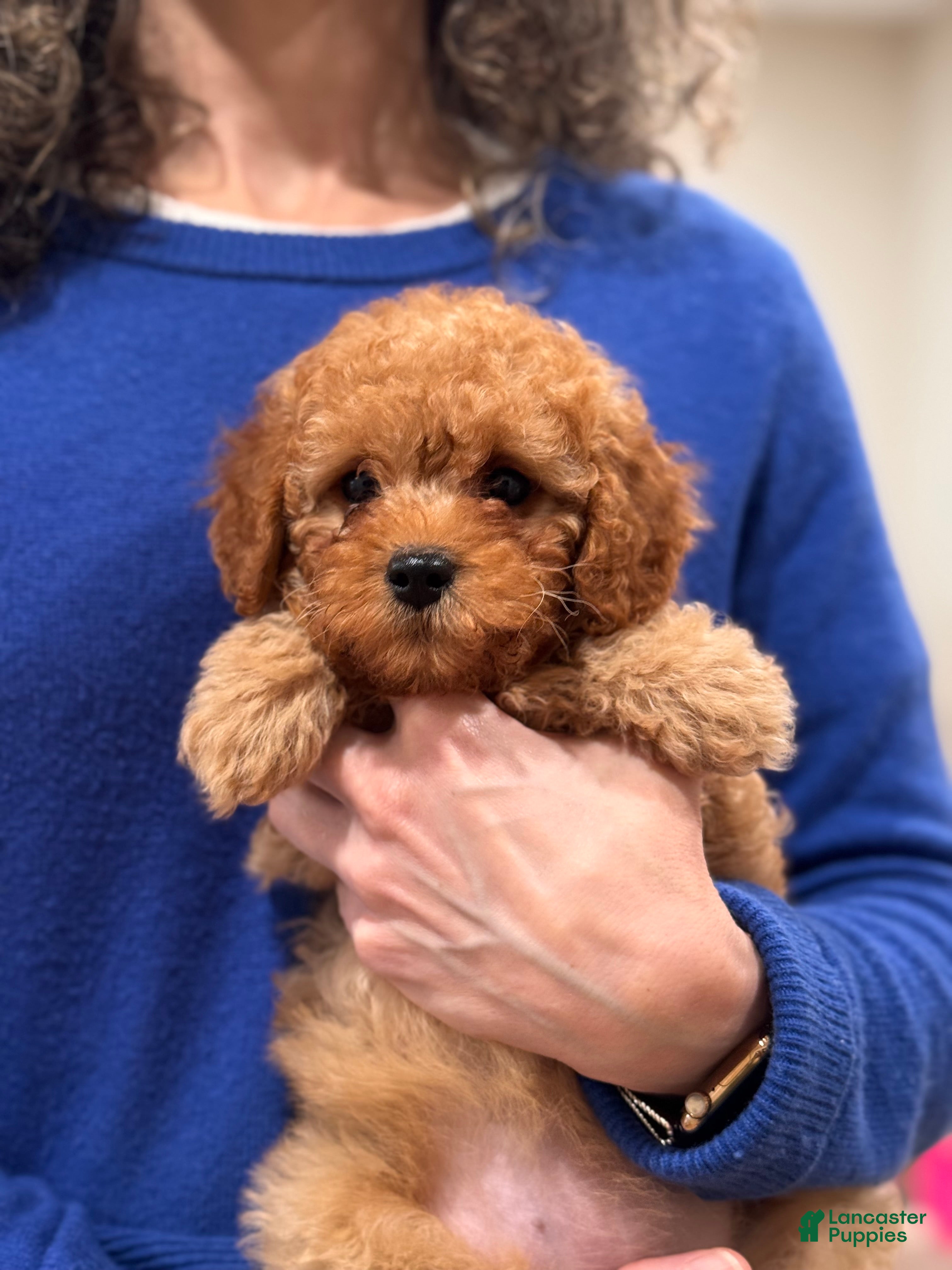 Cavapoo dogs Ginger - Ad 8