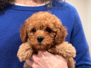 Cavapoo dogs Ginger - Ad 8
