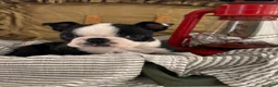 Boston Terrier dogs for sale: Sierra - Ad 3
