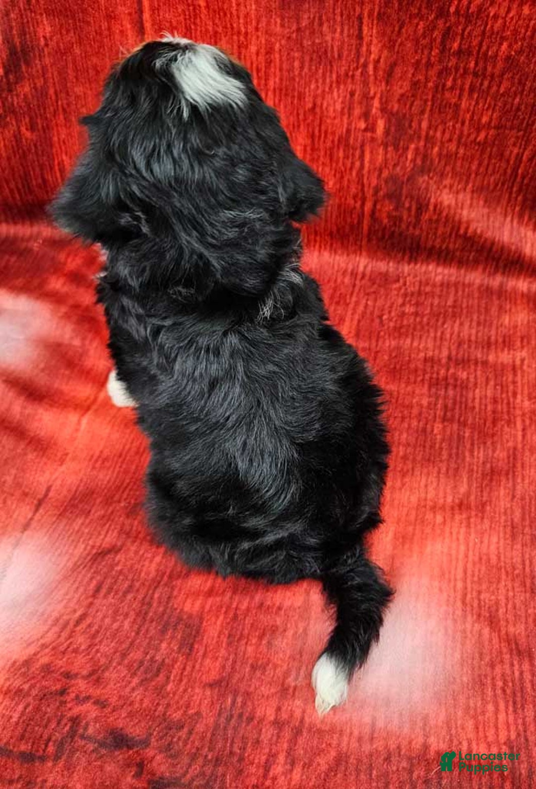 Mini Bernedoodle dogs for sale: Noelle - Ad 4