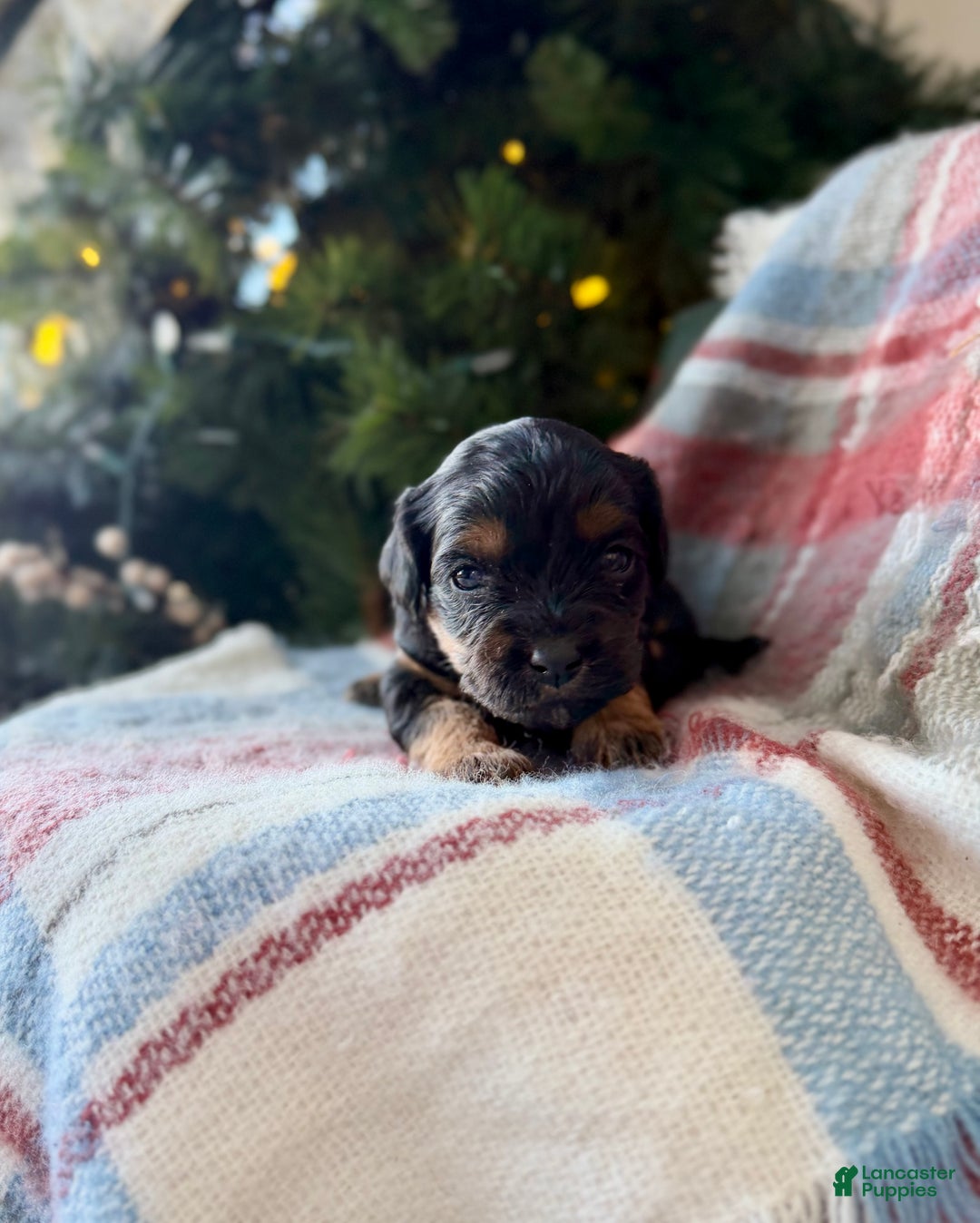 Cavapoo dogs for sale: Crimson - Ad 1