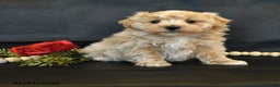 Maltipoo dogs for sale: Max - Ad 1