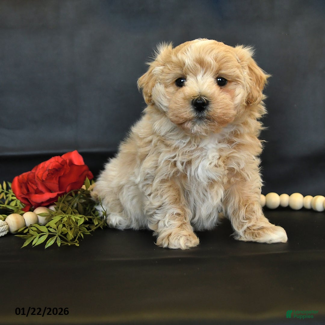 Maltipoo dogs for sale: Max - Ad 1