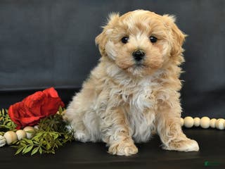 Maltipoo dogs Max - Ad 6