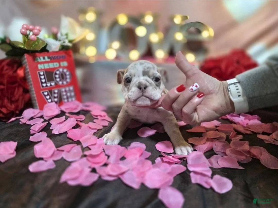 English Bulldog dogs for sale: English Bulldog Puppy 4 - Ad 4