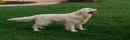 Golden Retriever dogs for sale: Melody - Ad 5