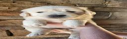 Golden Retriever dogs for sale: Golden Retriever 4 - Ad 1