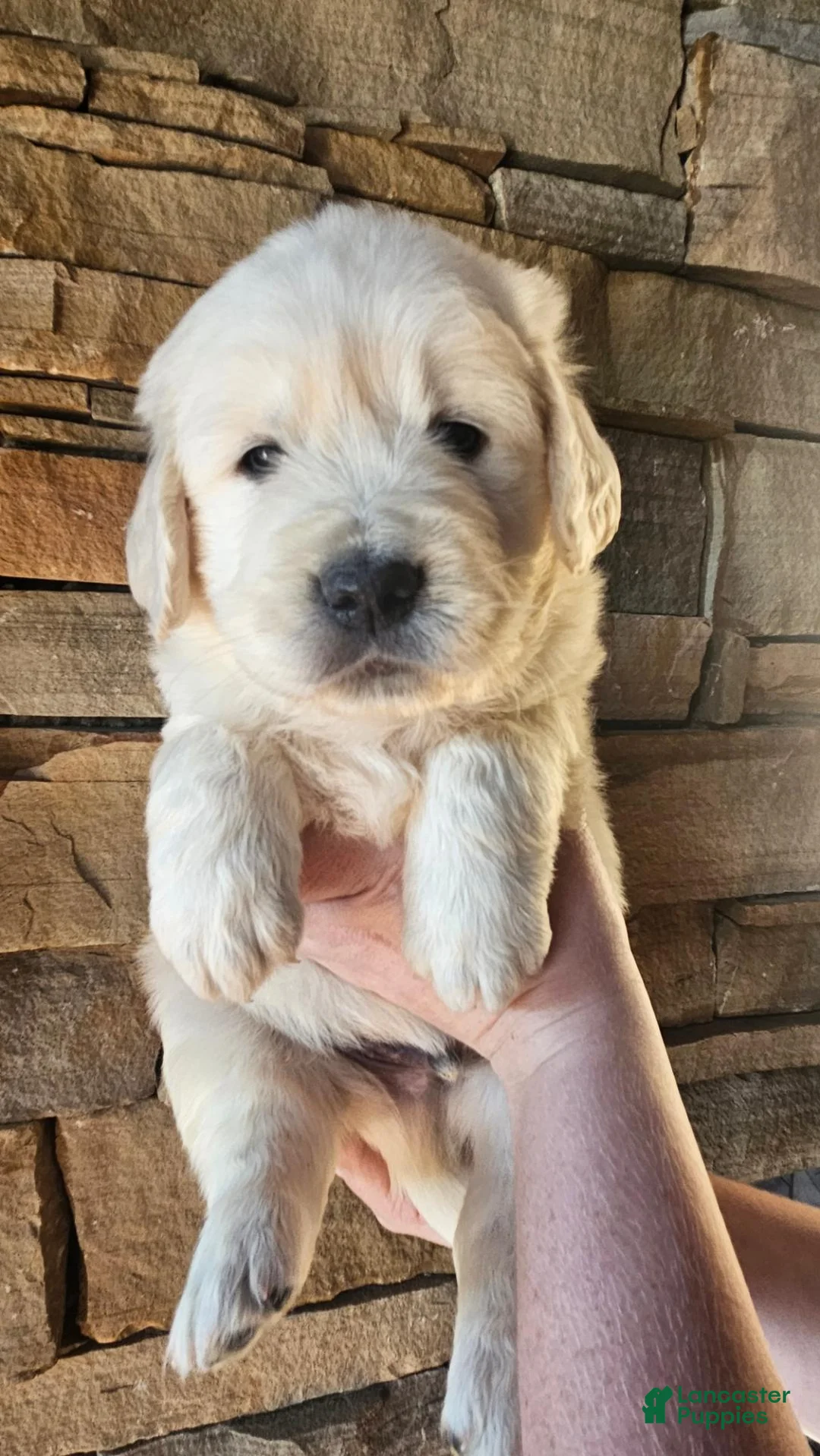 Golden Retriever dogs for sale: Golden Retriever 4 - Ad 1