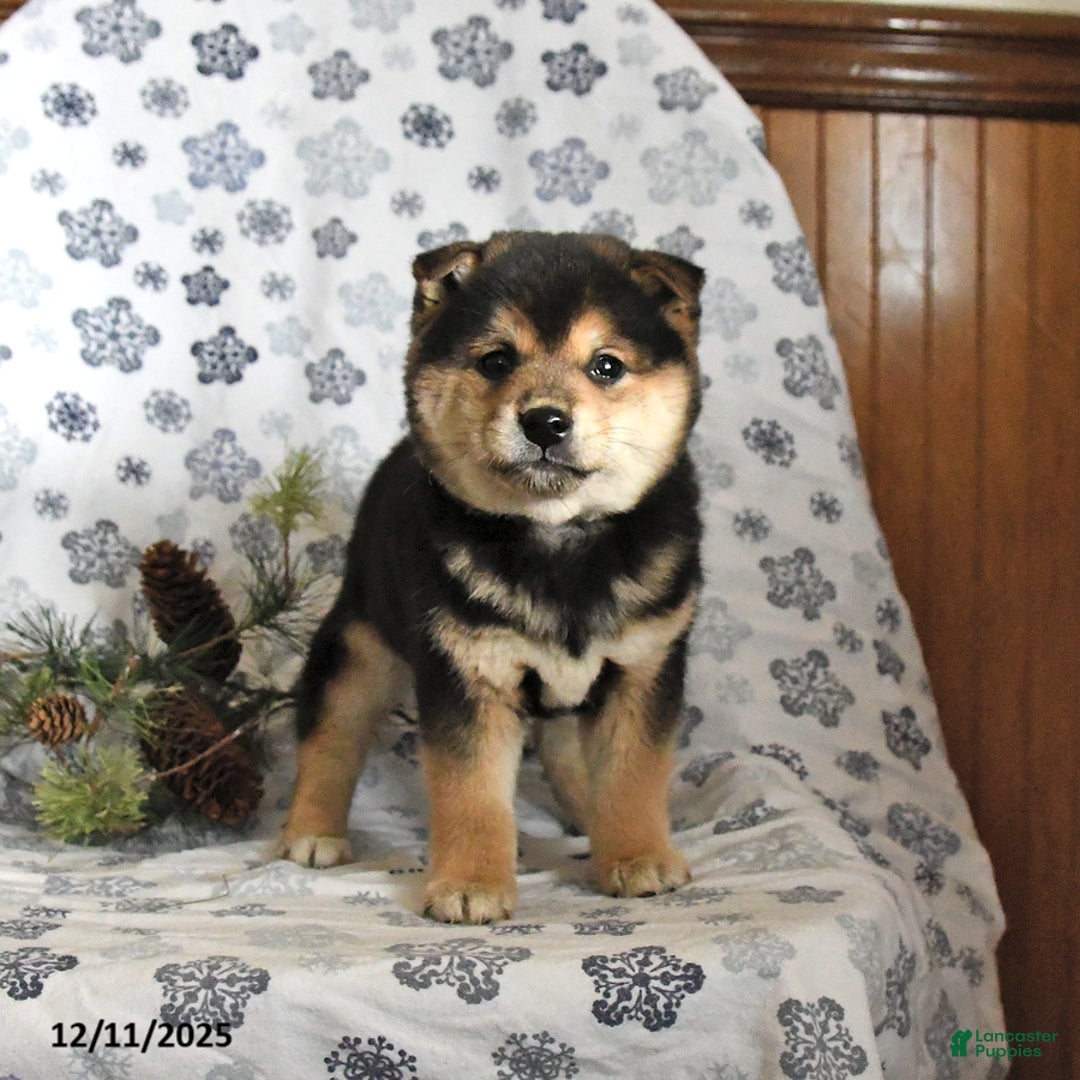 Shiba Inu dogs for sale: Fudge - Ad 2