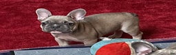French Bulldog dogs for sale: Princess - Ad 10