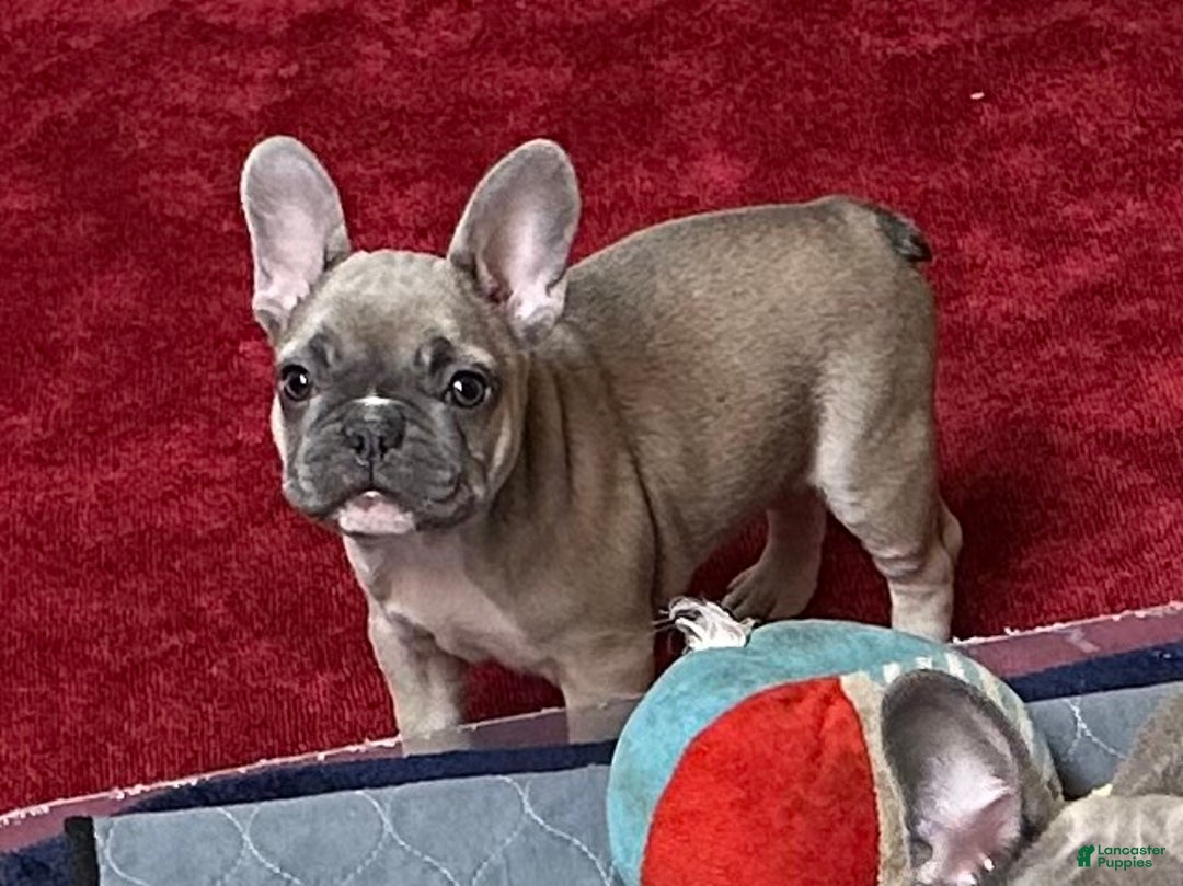 French Bulldog dogs for sale: Princess - Ad 10