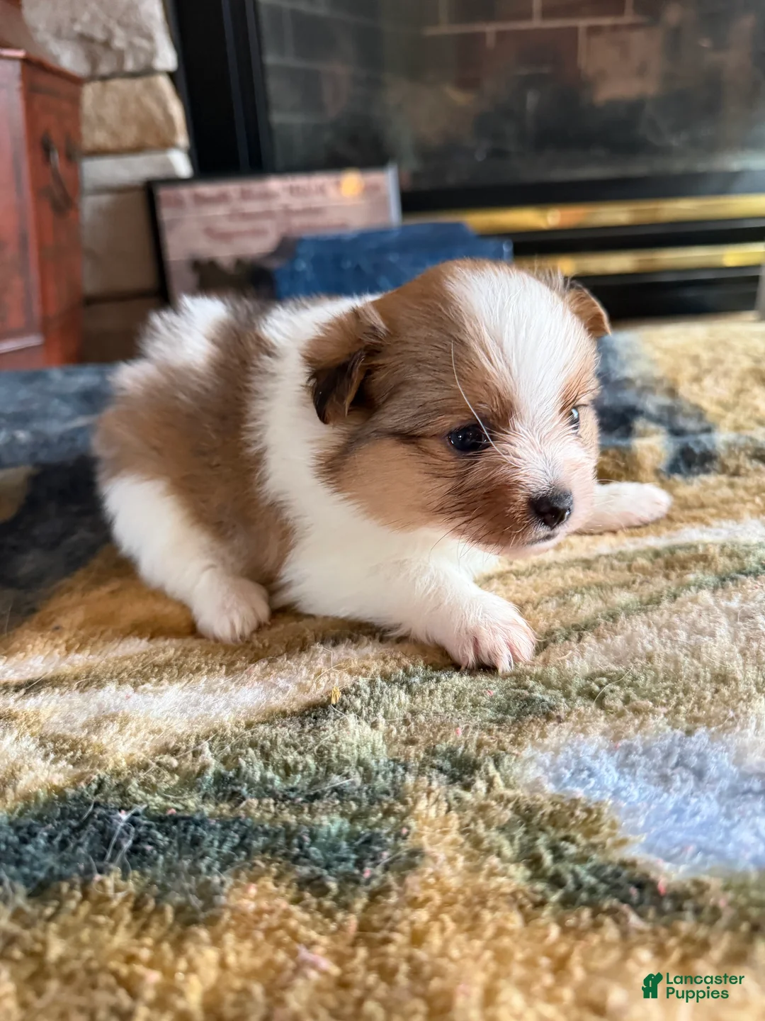 Pomeranian dogs for sale: Lexi - Ad 1