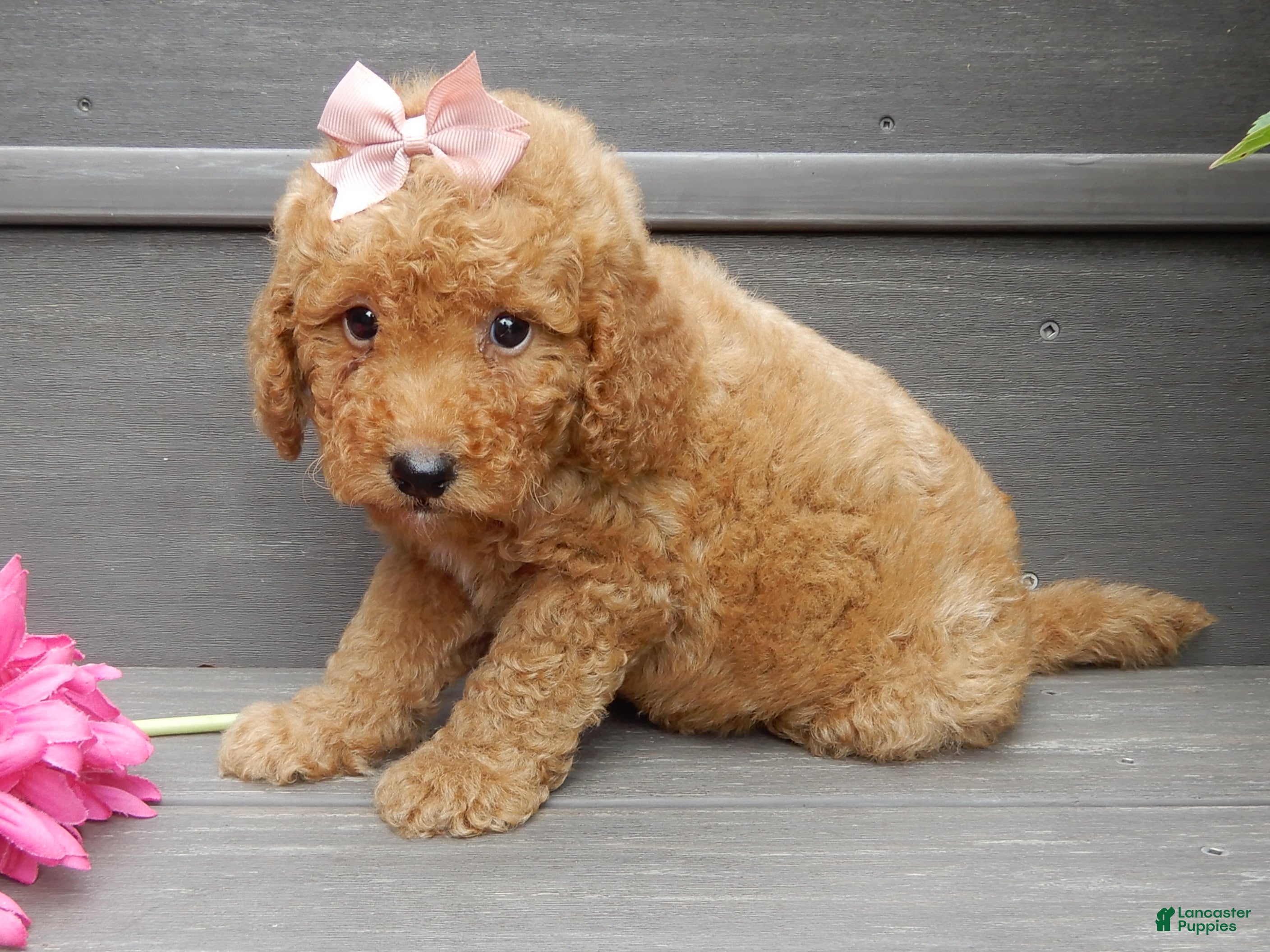 Mini Goldendoodle dogs Zara - Ad 2