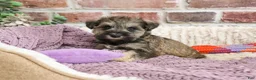 Miniature Schnauzer dogs for sale: Kimber  - Ad 6