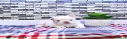 French Bulldog dogs for sale: Pierre - Ad 4