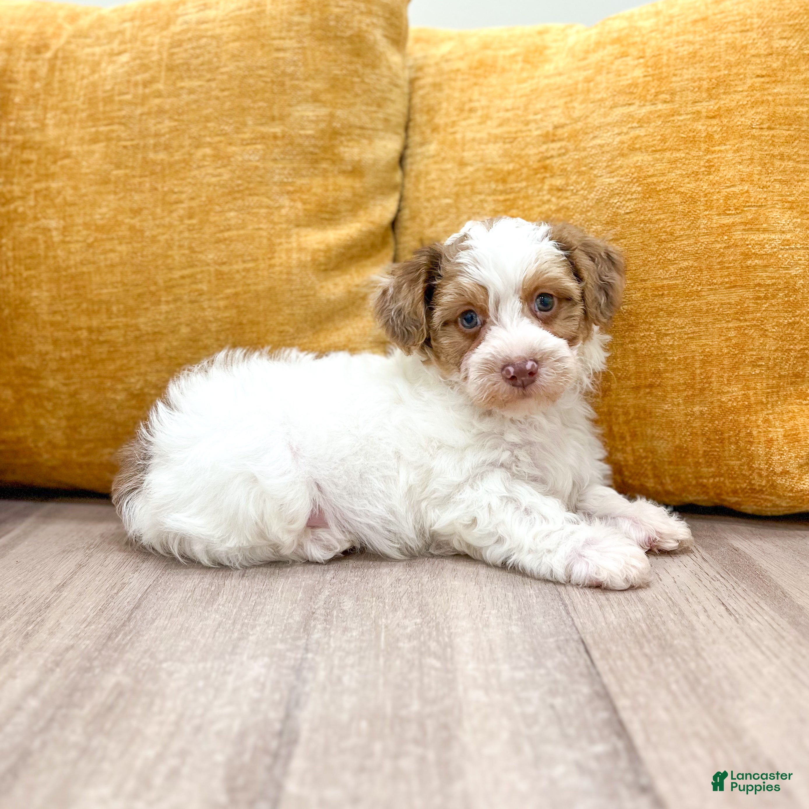 Yorkiepoo dogs Chico - Ad 1