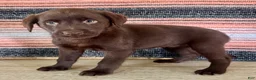 Labrador Retriever dogs for sale: Cloe  - Ad 8