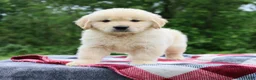 Golden Retriever dogs for sale: Champ - Ad 3