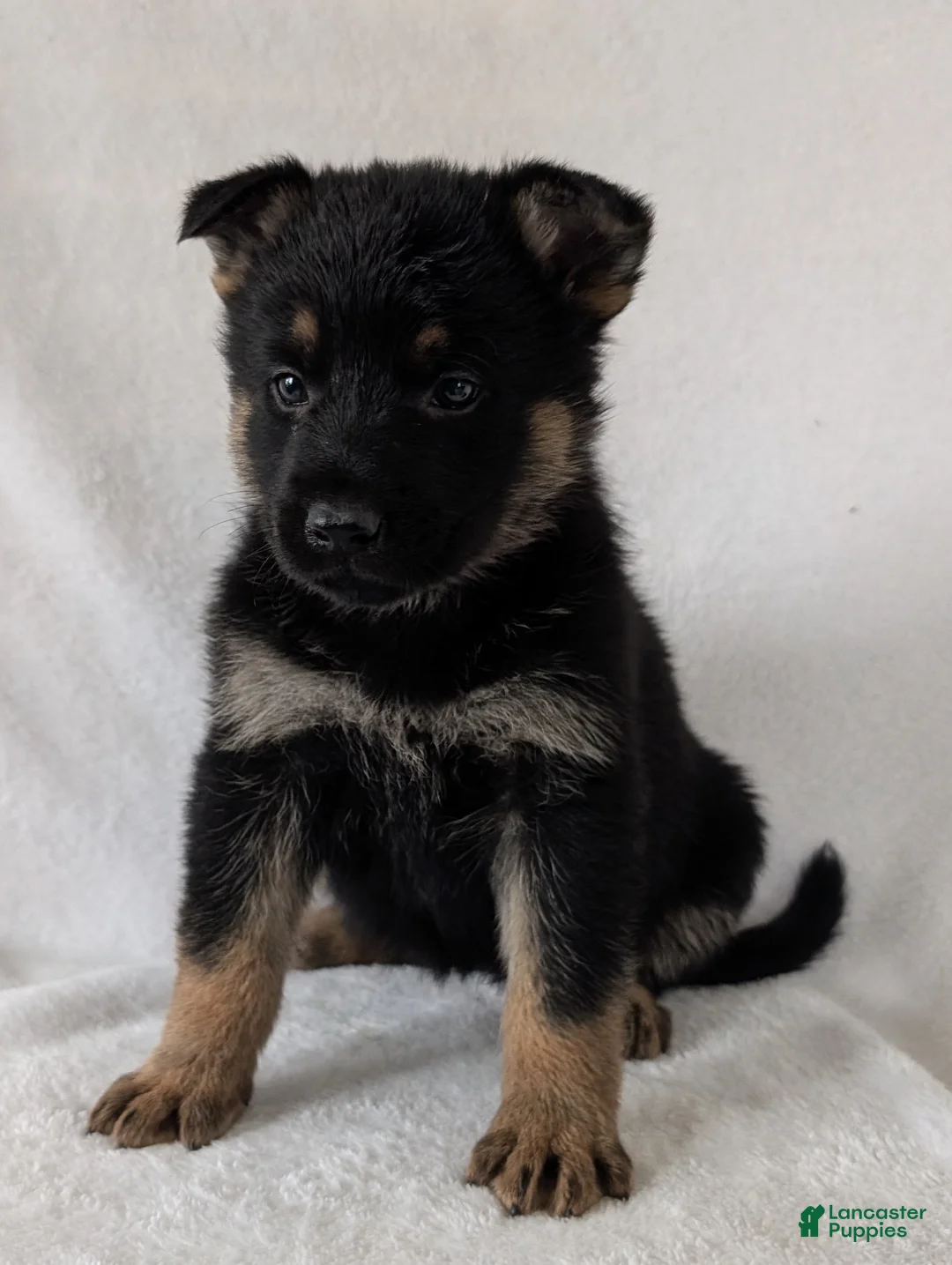 German Shepherd dogs for sale: Fancy  - Ad 8