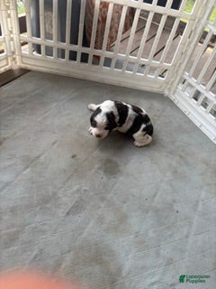English Springer Spaniel dogs Talas - Ad 1
