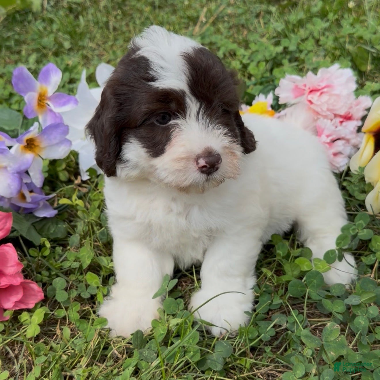 Mini Goldendoodle dogs Clove - Ad 1